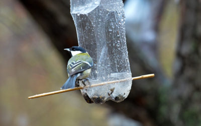 Build a Bottle Bird Feeder