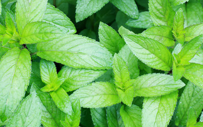 Grow Your Own Mint