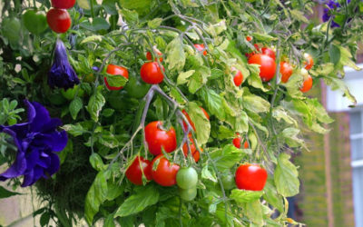 Grow an edible hanging basket