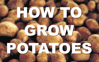 How to grow potatoes