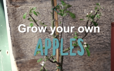 How to grow your own apples