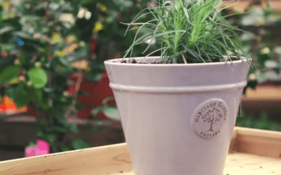 How to make a pot plant