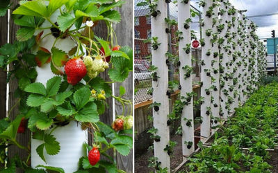 Cascading strawberries