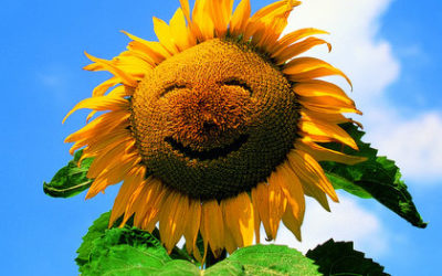 Make a sunflower smile
