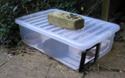 Hedgehog Feeding Station