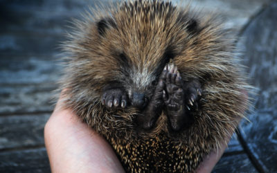 Make a hedgehog hut