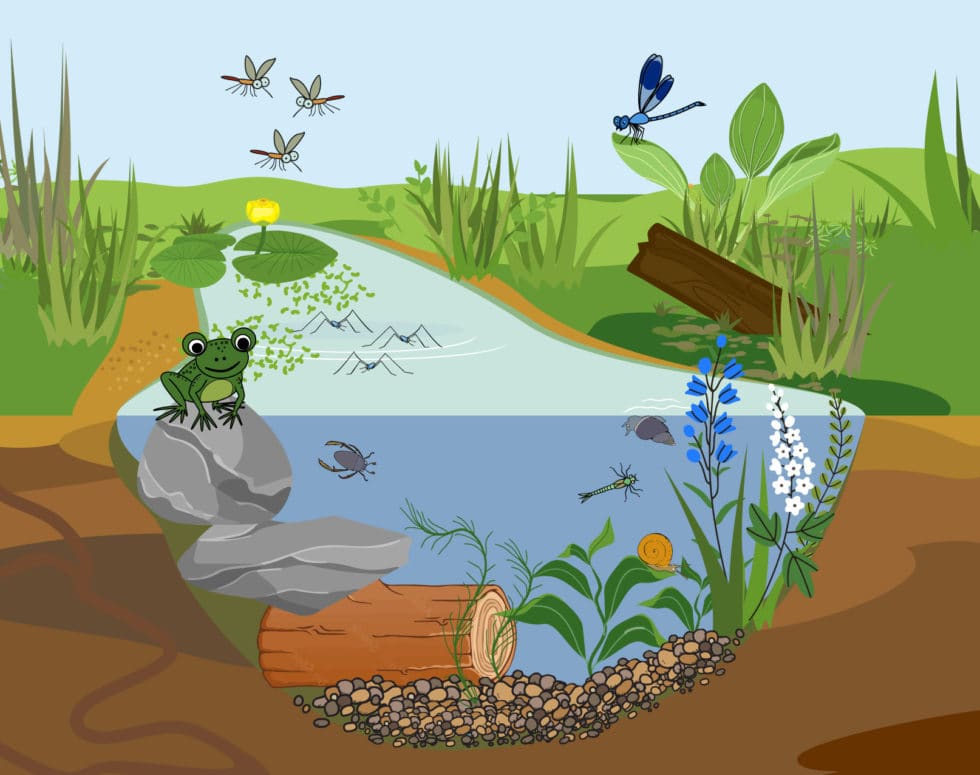 Make a Mini Pond National Children's Gardening Week